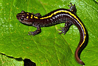 Central Long-toed Salamander Young