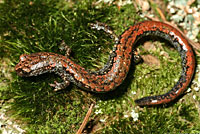 Oregon Slender Salamander