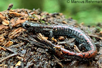 Oregon Slender Salamander