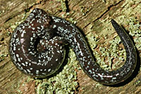 Oregon Slender Salamander