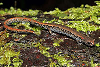 Oregon Slender Salamander