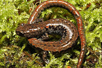 Oregon Slender Salamander