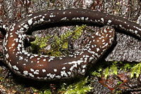 Oregon Slender Salamander