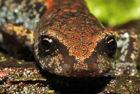 Oregon Slender Salamander