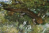 Idaho Giant Salamander