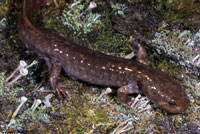 Idaho Giant Salamander