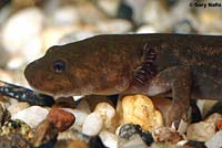 Cope's Giant Salamander