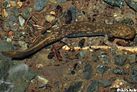 Cope's Giant Salamander