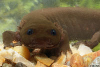 Cope's Giant Salamander