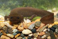 Cope's Giant Salamander