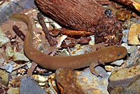 Cope's Giant Salamander