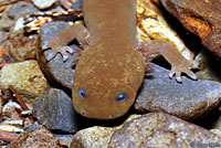 Cope's Giant Salamander