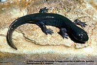 Cope's Giant Salamander