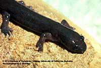 Cope's Giant Salamander