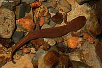 Cope's Giant Salamander