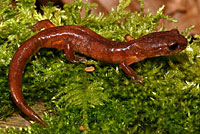 Oregon Ensatina