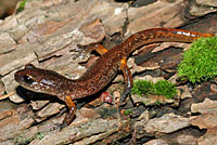 Oregon Ensatina