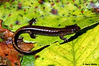 Dunn's Salamander