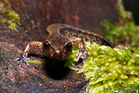 Dunn's Salamander