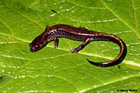 Dunn's Salamander