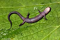 Dunn's Salamander