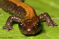 Coeur d'Alene Salamander