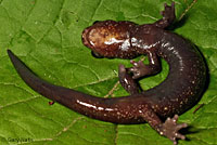 Coeur d'Alene Salamander