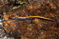 Coeur d'Alene Salamander