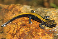 Coeur d'Alene Salamander