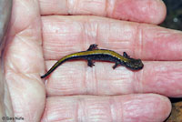 Coeur d'Alene Salamander