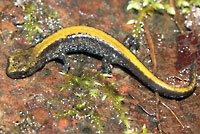 Coeur d'Alene Salamander