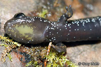 Coeur d'Alene Salamander