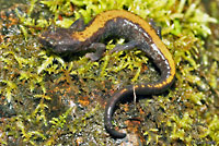 Coeur d'Alene Salamander