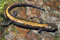 Coeur d'Alene Salamander