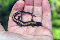 Coeur d'Alene Salamander