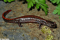 Larch Mountain Salamander