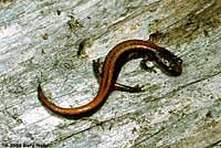 Larch Mountain Salamander