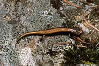 Larch Mountain Salamander