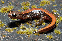 Larch Mountain Salamander