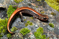 Larch Mountain Salamander