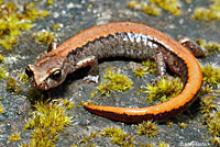 Larch Mountain Salamander