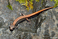 Larch Mountain Salamander