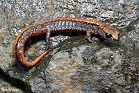 Larch Mountain Salamander