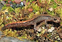 Larch Mountain Salamander