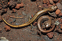 Larch Mountain Salamander