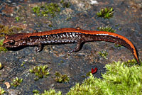 Larch Mountain Salamander