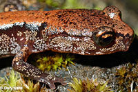 Larch Mountain Salamander