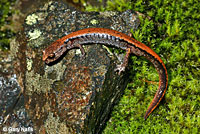 Larch Mountain Salamander