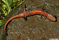 Larch Mountain Salamander