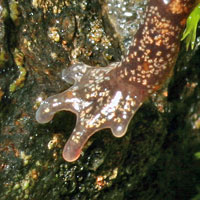 Larch Mountain Salamander